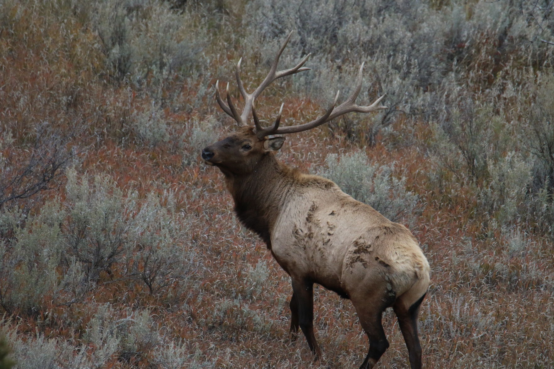 A Big Bull